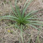 Eryngium horridum Leaf