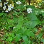 Ranunculus platanifolius Leaf