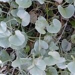 Dichondra argentea Συνήθη χαρακτηριστικά