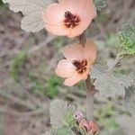 Sphaeralcea bonariensis Flower