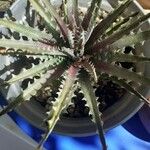 Dyckia encholirioides Hoja