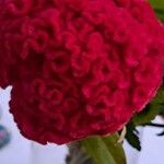 Celosia argenteaFlor