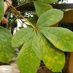 Vitex polygama Leaf