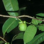 Diospyros tetrandra Fruit