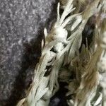 Artemisia frigida Blatt