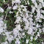 Exochorda × macrantha Habit