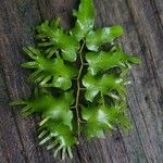 Lygodium microphyllum List