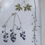 Delphinium tricorne 葉