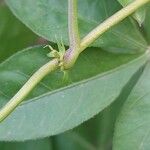 Ipomoea cairica Kabuk