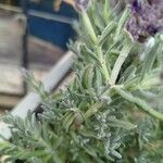 Lavandula stoechas 葉