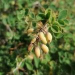 Berberis aetnensis Fruit