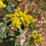 Phlomis fruticosa Flower