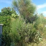 Cylindropuntia kleiniae Habit