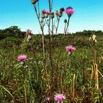 Cirsium muticum Habit