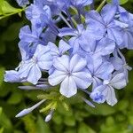 Plumbago auriculataBlomst