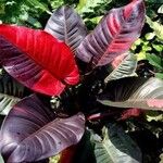 Philodendron erubescens Blatt