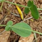 Coronilla scorpioides Leaf