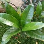 Ixora hookeri पत्ता
