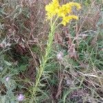 Solidago chilensis Hábito