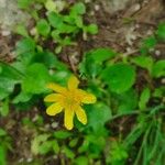 Ranunculus bullatus Kvet
