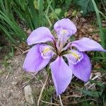 Iris unguicularis Květ