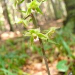 Epipactis purpurata Blomst