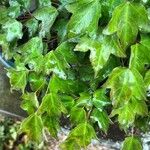 Acer buergerianum Blad