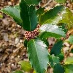 Ilex meserveae Blatt