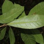 Gymnanthes riparia Hoja