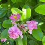 Pereskia grandifoliaফুল