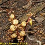 Epipogium aphyllum Fruit