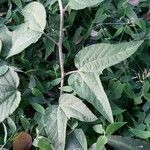 Passiflora capsularis Leaf