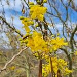 Parkinsonia praecox Цветок