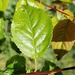 Prunus brigantina Blad