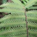 Arthropteris orientalis Leaf