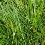 Carex lachenalii List