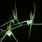Brassia verrucosa 花