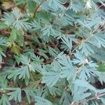 Balbisia gracilis Leaf