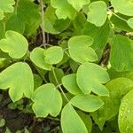 Thalictrum aquilegiifolium Leaf