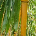 Phyllostachys vivax برگ