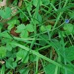 Sisyrinchium angustifolium Blatt