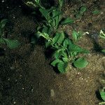 Microtea debilis Habitus