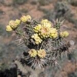 Cylindropuntia whipplei Flor