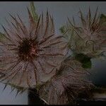 Cirsium edule Blüte