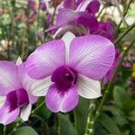 Dendrobium bigibbum Kvet