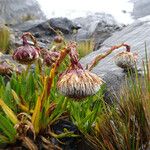 Culcitium serratifolium Flower