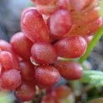 Sedum atratum Fruit