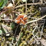 Romulea columnae Habitus