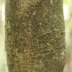 Rudgea lanceifolia 樹皮