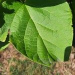 Catalpa bignonioides पत्ता